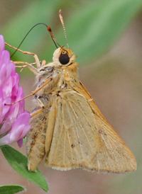 Rare Skipper